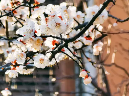 Casino777 Casino Mobil App